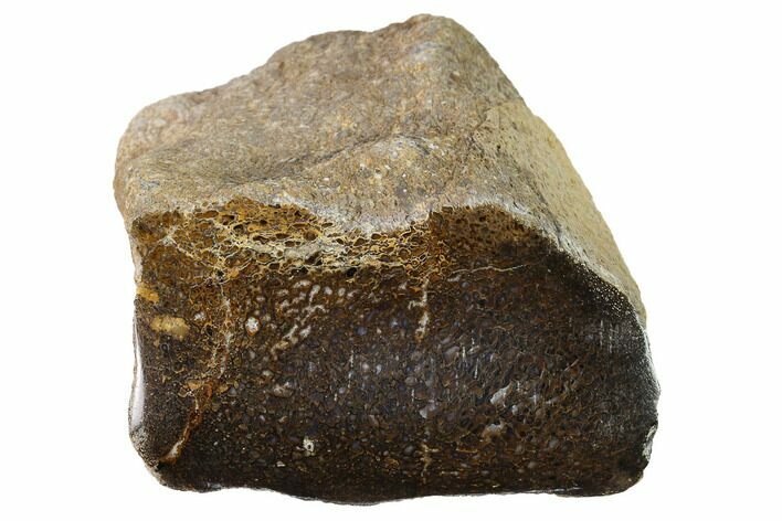 Polished Dinosaur Bone (Gembone) Section - Utah #151476